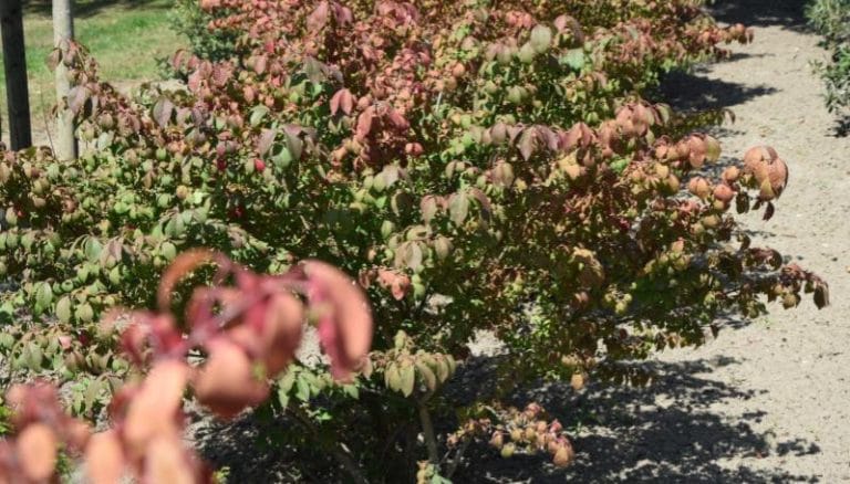 Closeup van Euonymus alatus 'Compactus' (kardinaalsmuts) in herfstkleur met intense rode bladeren